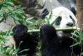 /album/el-lince-el-leopardo-de-las-nieves-y-el-oso-panda/el-oso-jpg/